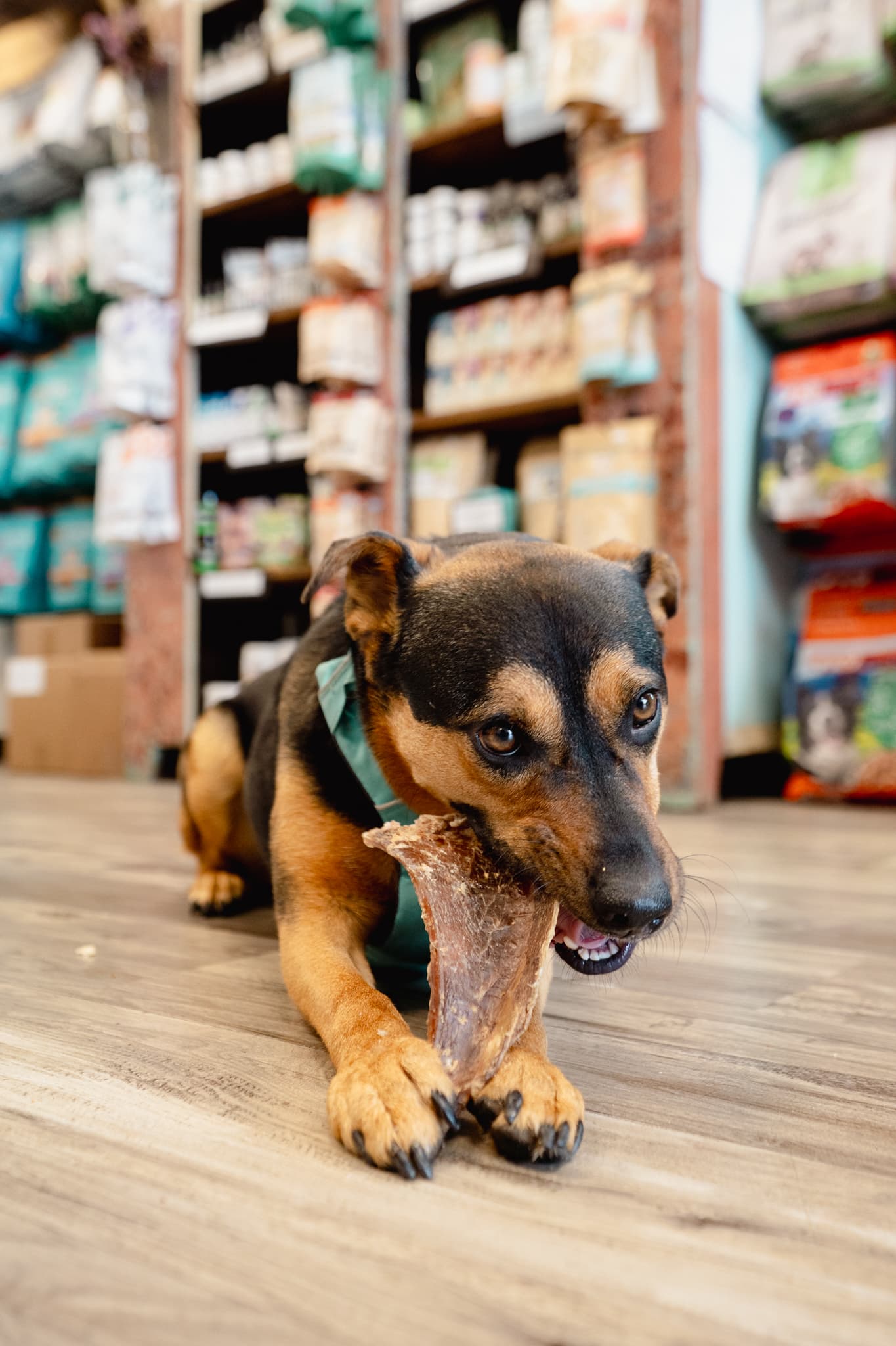 Eddie enjoying a scapula chew at Natural Pet Pantry