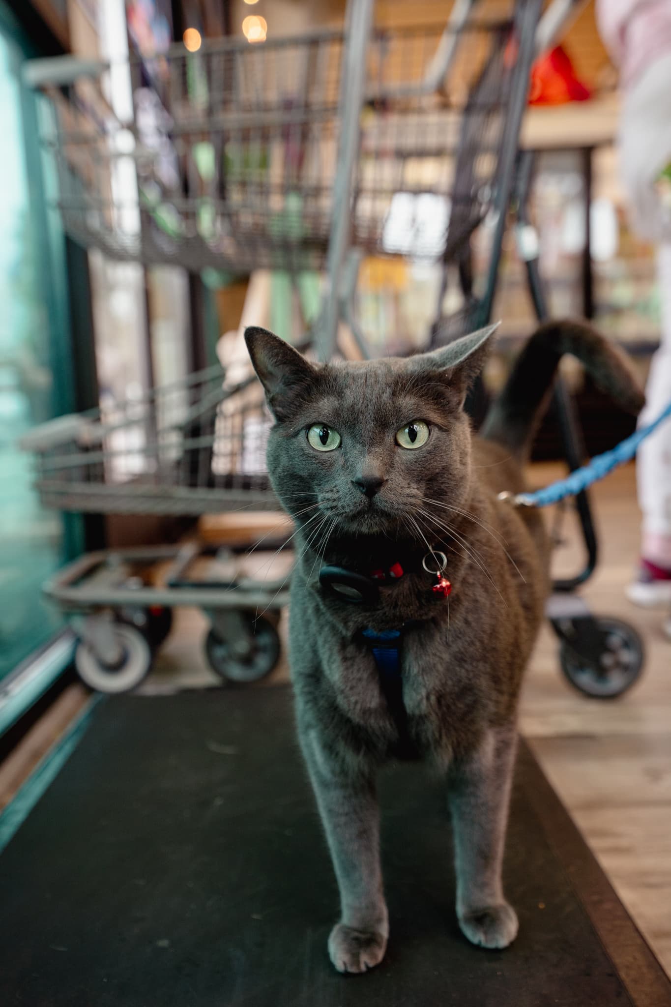Indi the cat visiting Natural Pet Pantry