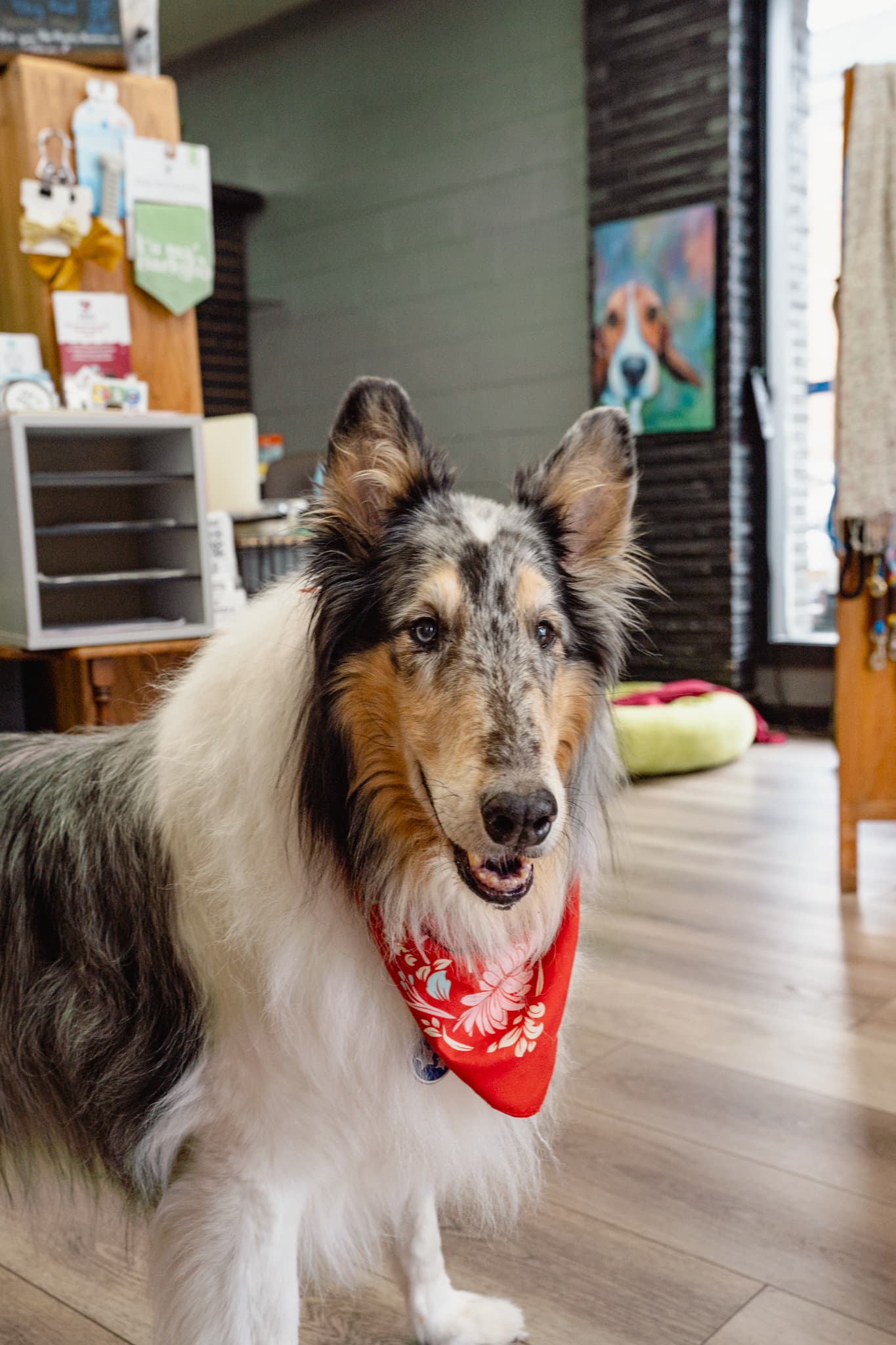 Lark the collie at our Burien store