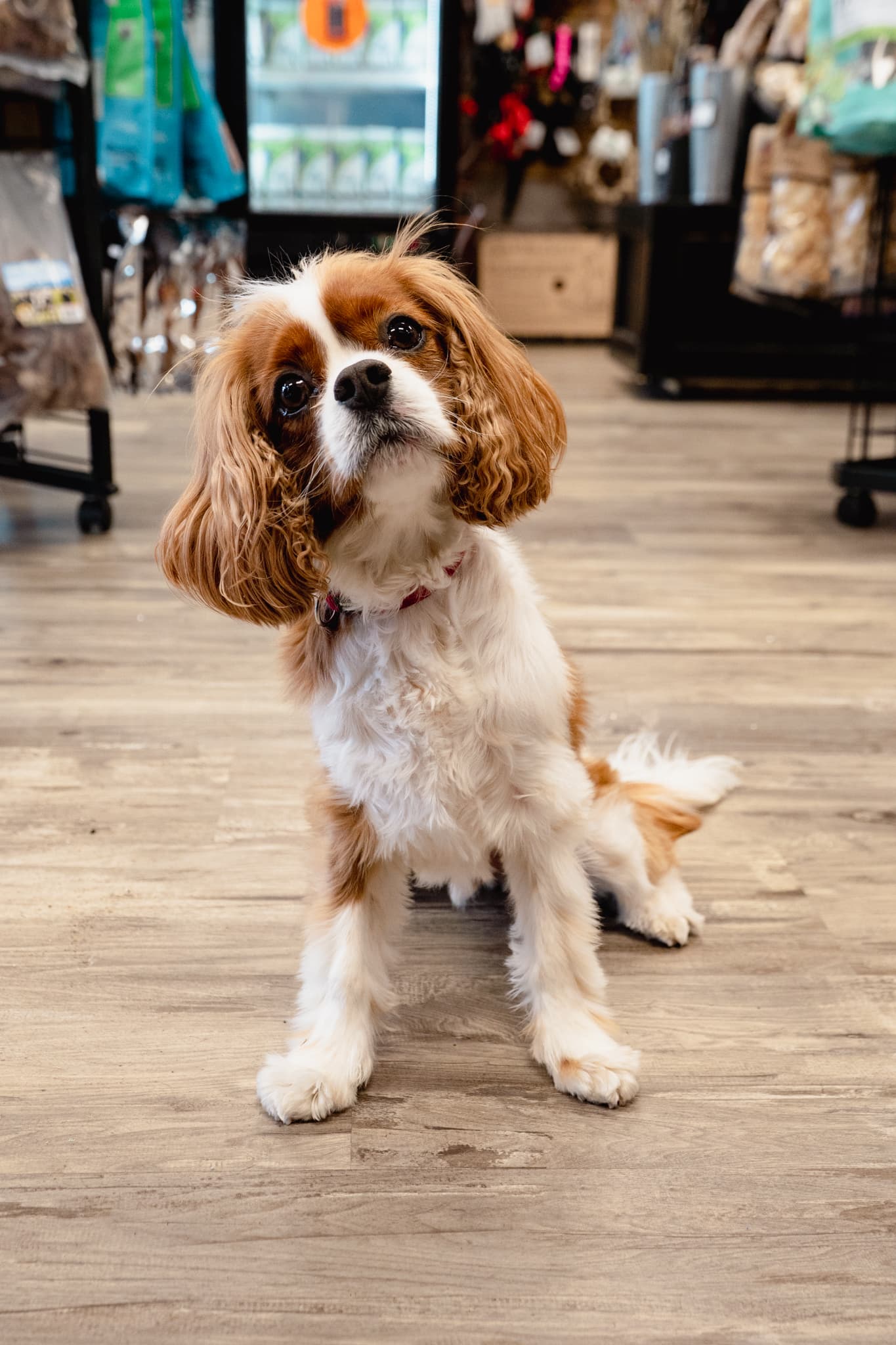 Reggie the cavalier at Natural Pet Pantry