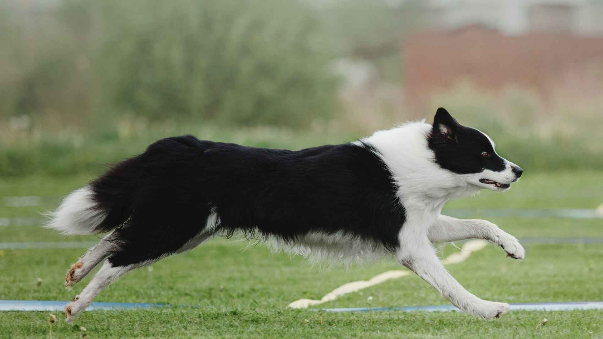 Healthy border collie running through a green field