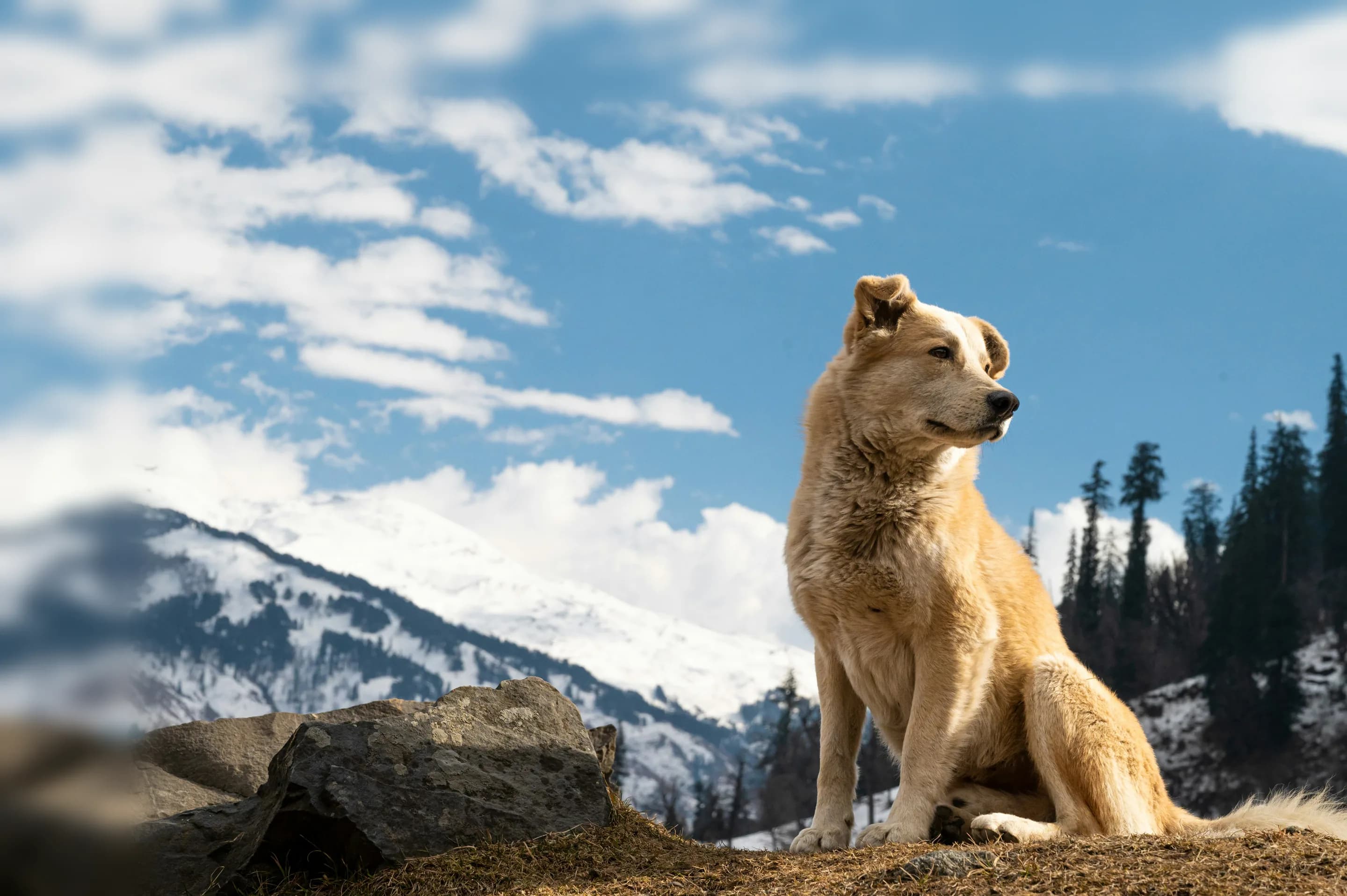 Tan dog sitting on a rocky ridge with snowy mountains and evergreens behind