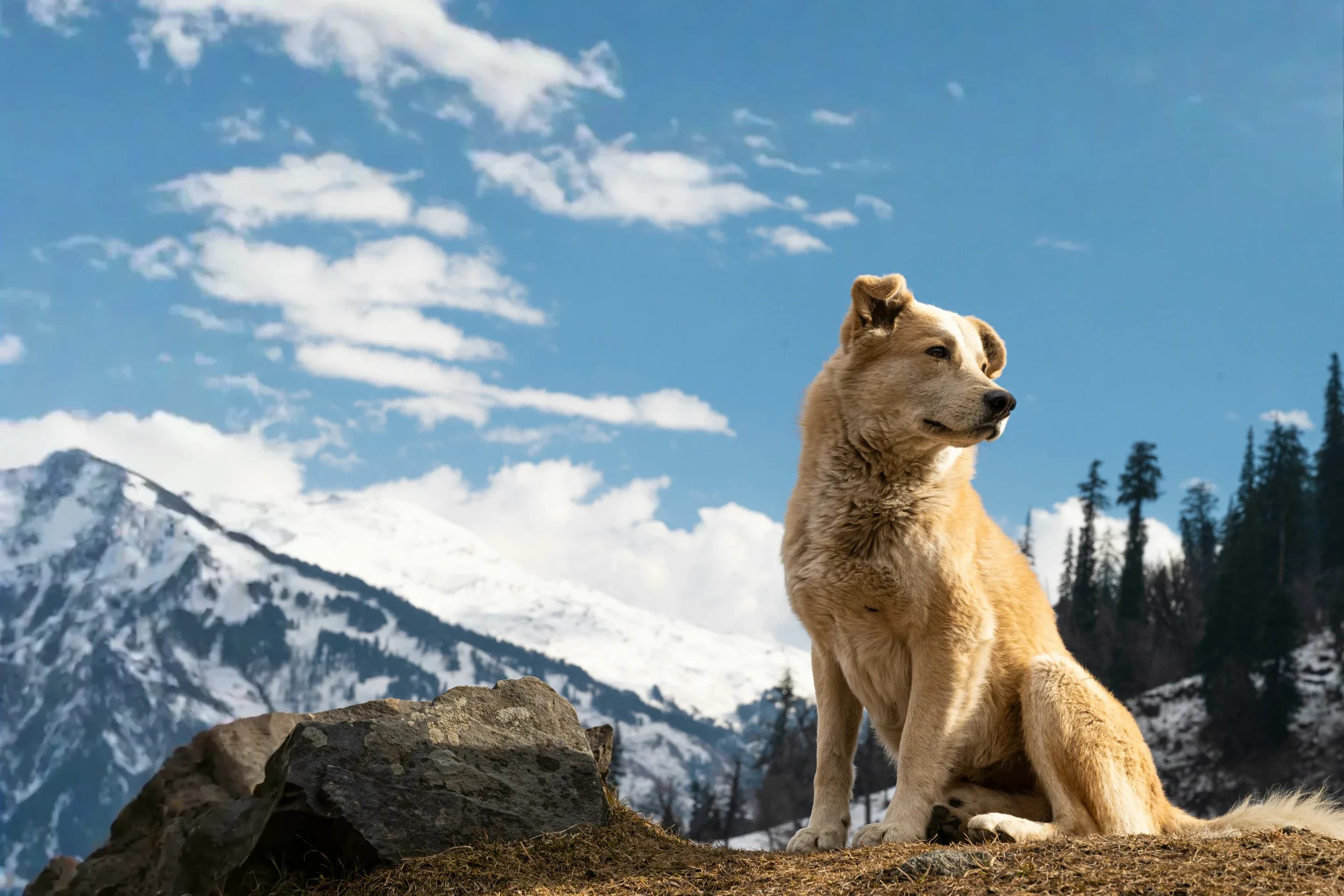 Tan dog sitting on a rocky ridge with snowy mountains and evergreens behind
