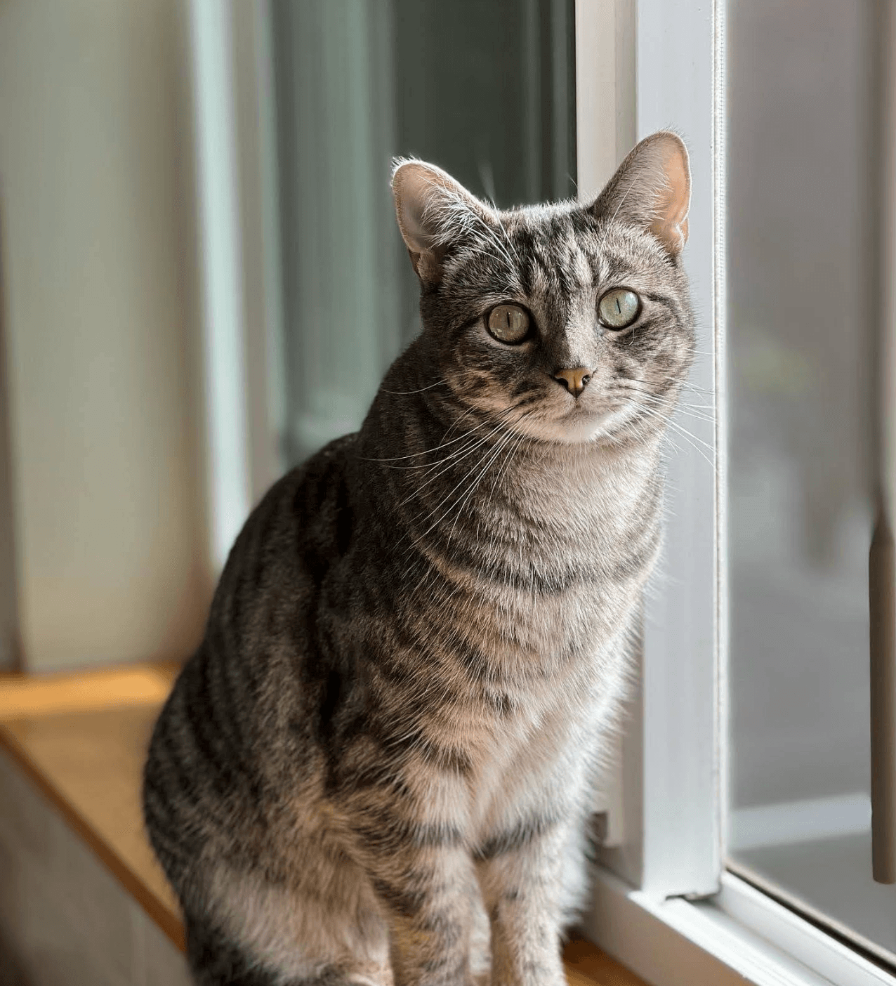 Tabby cat by the window