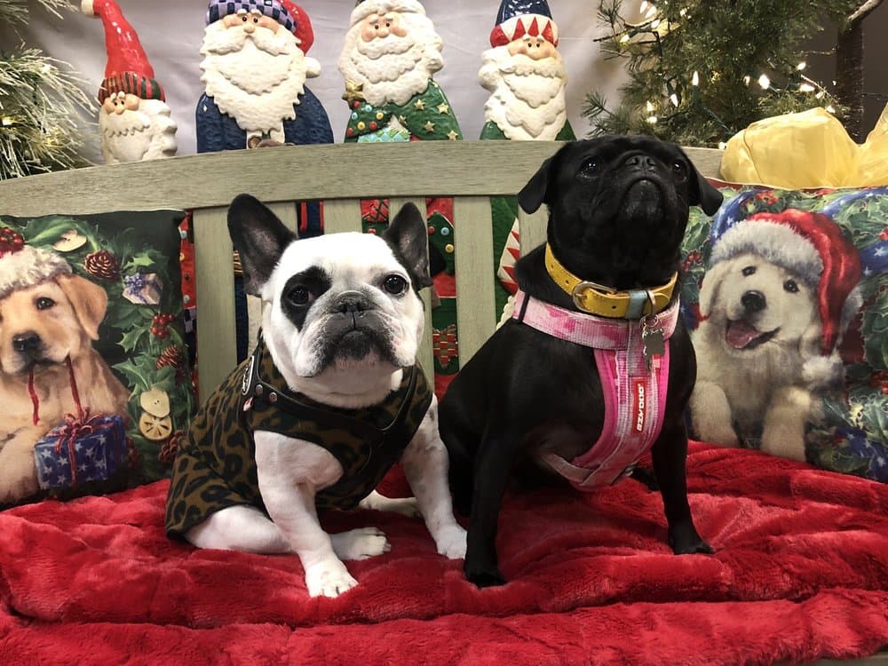Two French Bulldogs at Natural Pet Pantry