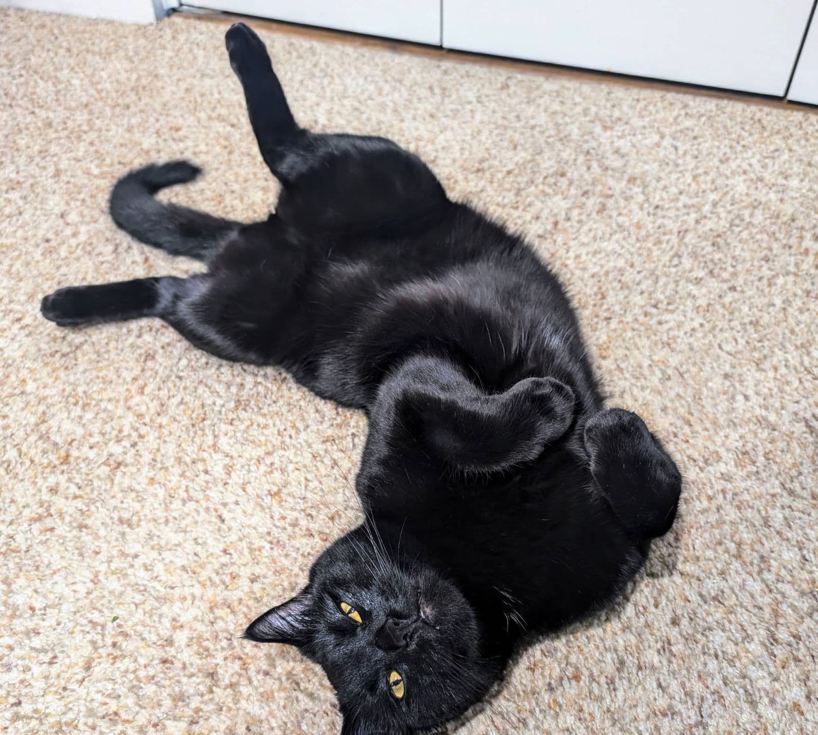 Black cat relaxing after eating Natural Pet Pantry food