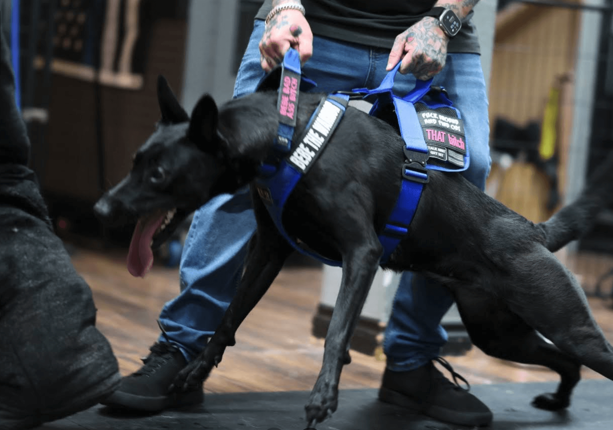 BeBe the dog raised on Natural Pet Pantry raw diet