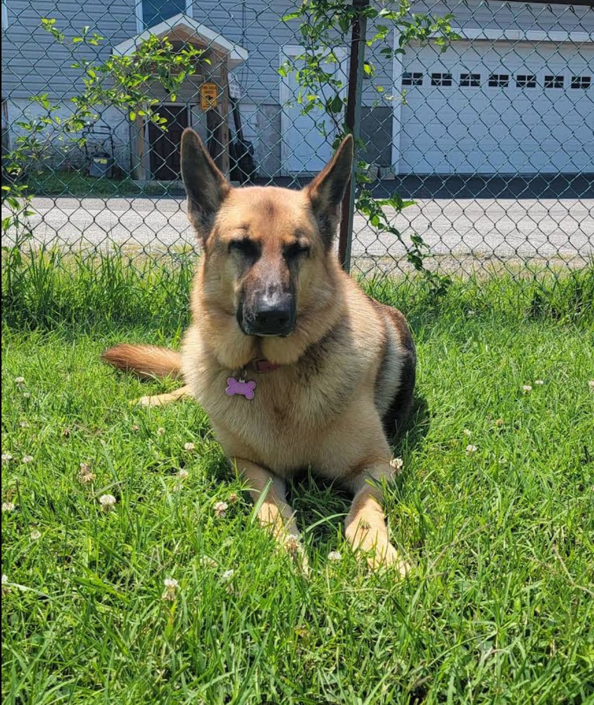 German Shepherd relaxing in grass