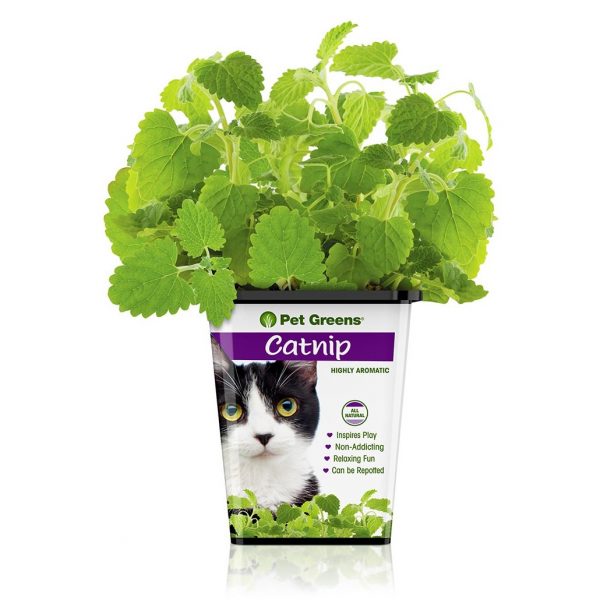 Cat - Herb